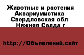 Животные и растения Аквариумистика. Свердловская обл.,Нижняя Салда г.